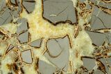 Polished Septarian Slab - Utah #378532-1